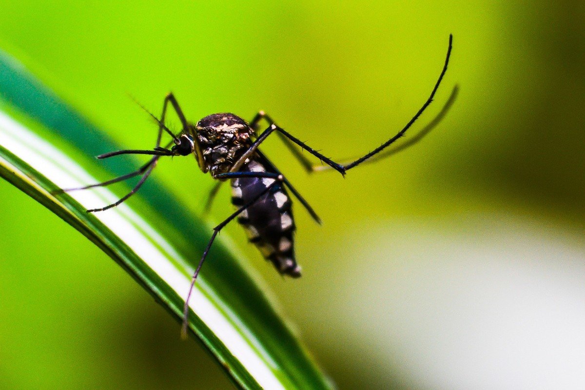 10 Cara Mengusir Nyamuk dengan Bahan Alami