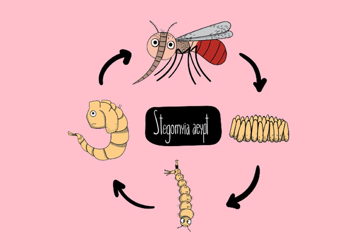4 Tahap Siklus Hidup Nyamuk Aedes Aegypti Penyebab DBD