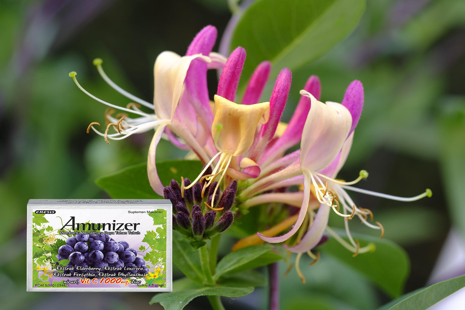 Vitamin C Amunizer Bagus untuk Daya Tahan Tubuh