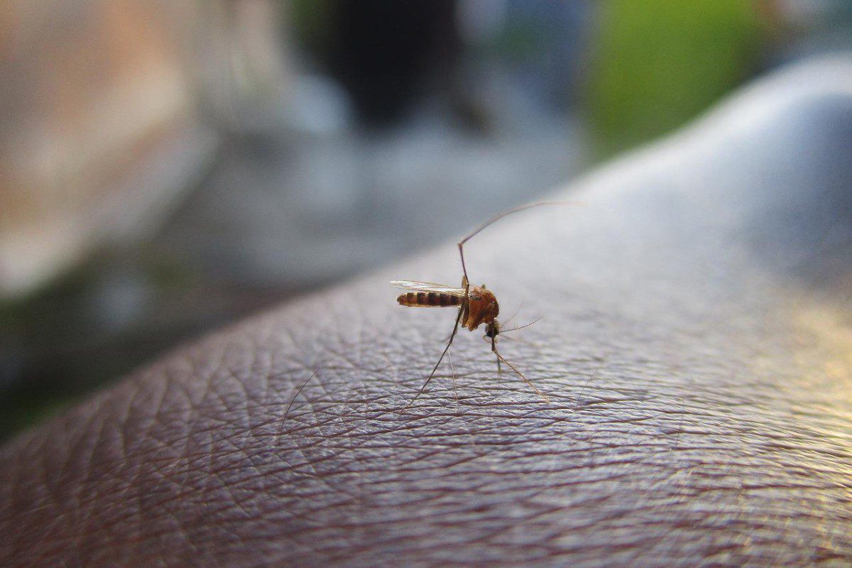 Waspada Akibat Buruk Gigitan Nyamuk pada Tubuh