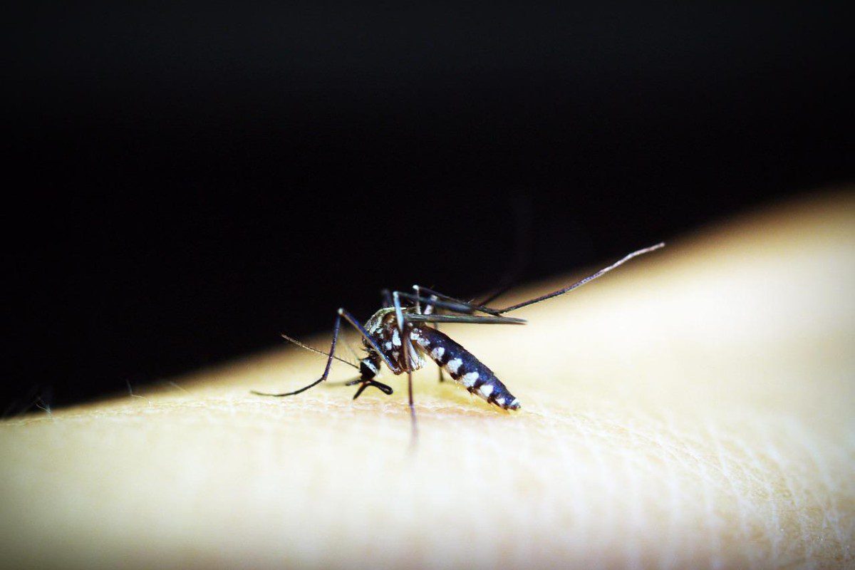Waspada Serangan Nyamuk Demam Berdarah di Tempat Liburan