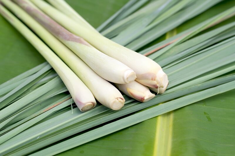 11 Bahan Alami Pengusir Nyamuk yang Aman untuk Keluarga