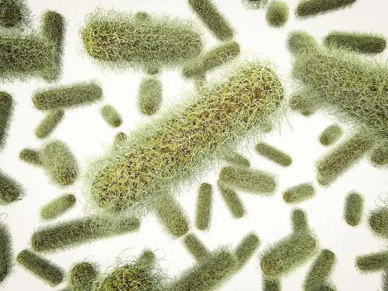 Infeksi Shigella: Gejala, Penyebab, dan Cara Mengobatinya