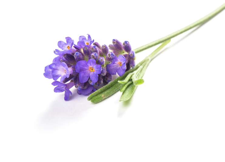 Mengenal Bunga Lavender Pengusir Nyamuk yang Efektif