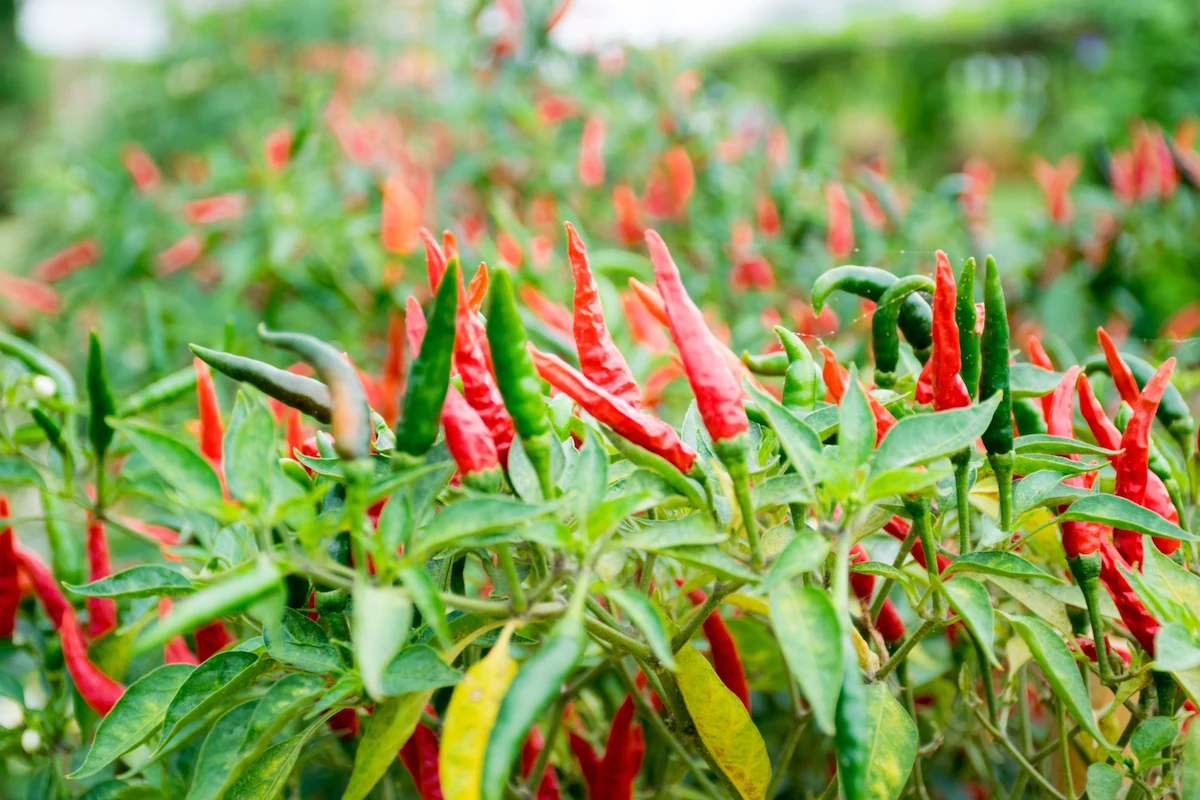 5 Langkah Mudah Menanam Cabe dari Biji