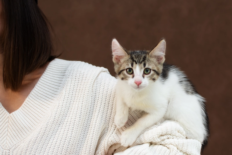 6 Cara Efektif Menghilangkan Bulu Kucing di Baju