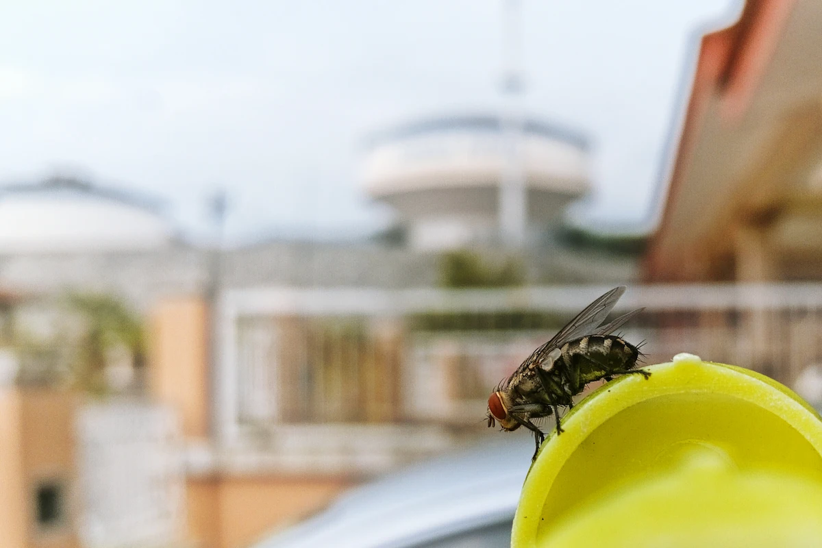 10+ Cara Menghilangkan Lalat di Rumah, Ampuh & Aman
