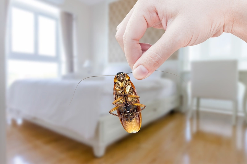 12 Cara Mengusir Kecoa di Kamar Secara Alami