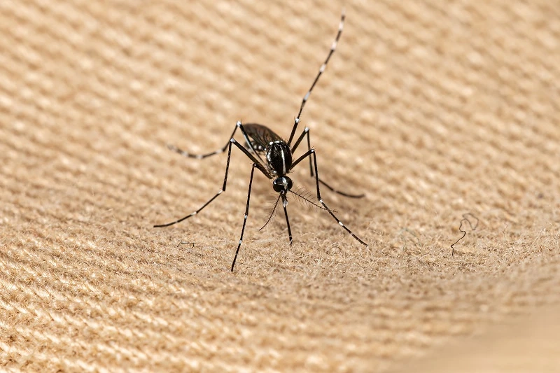 Chikungunya: Penyebab, Gejala, Penularan, dan Mengobatinya