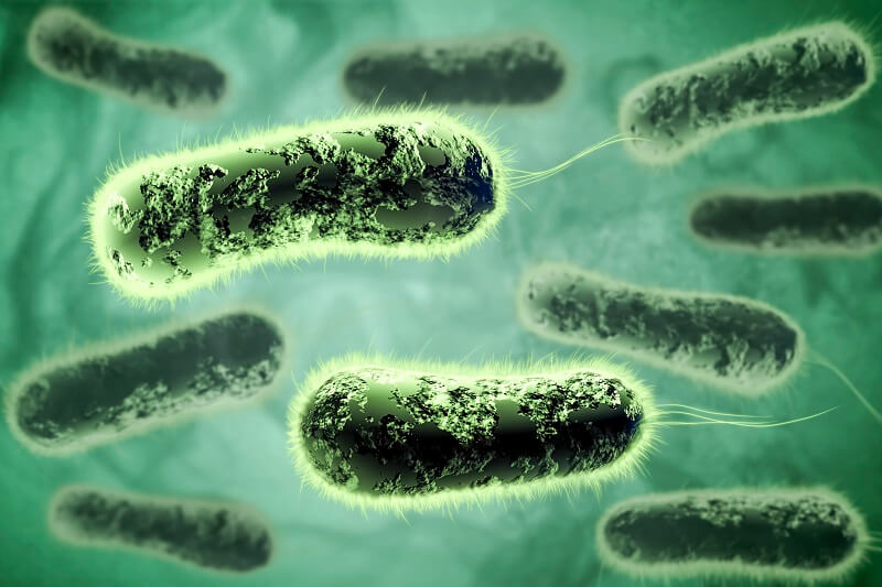 Bakteri E.coli, Ketahui Manfaat dan Bahayanya bagi Tubuh