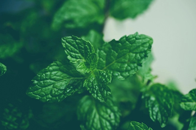10 Manfaat Daun Mint untuk Kesehatan Tubuh