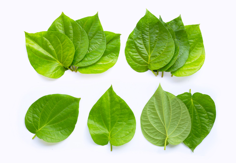 10 Manfaat Daun Sirih untuk Kesehatan Tubuh, Yuk Ketahui!
