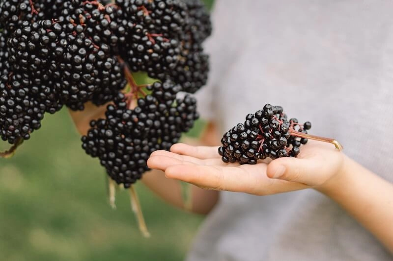 Mengenal 7 Manfaat Elderberry untuk Kesehatan Tubuh