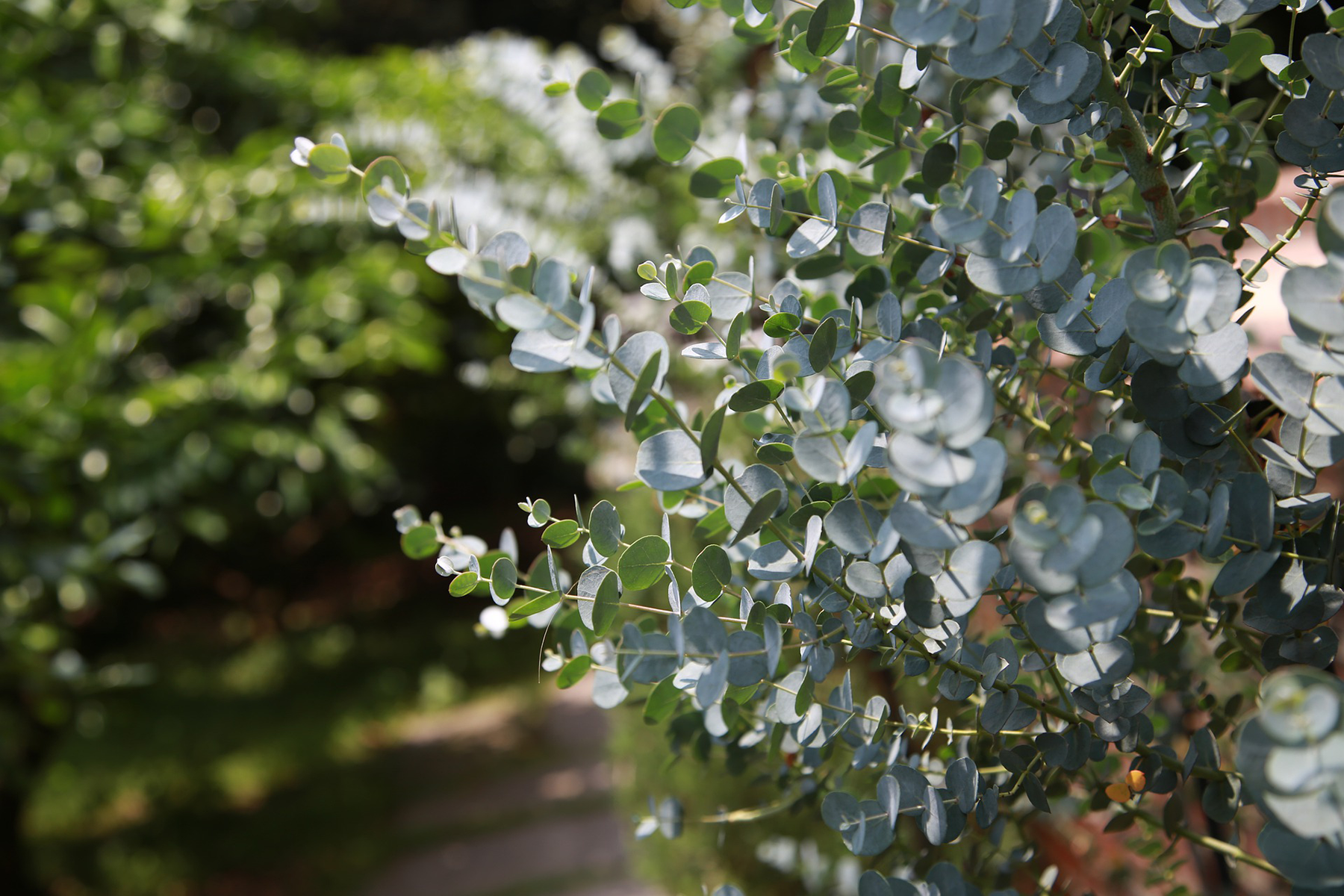 Ini Manfaat Daun Eucalyptus Untuk Kesehatan