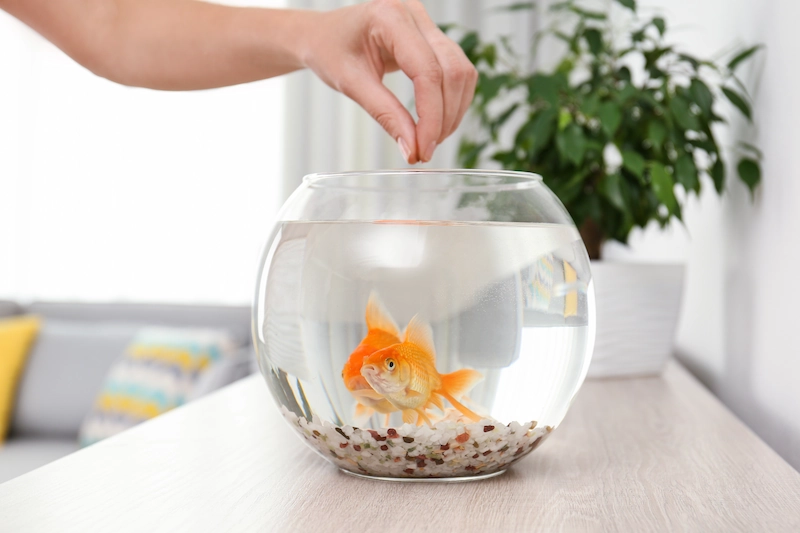 6 Alasan Ikan Hias Dapat Menghilangkan Stres