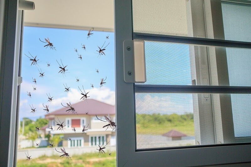 6 Penyebab Banyak Nyamuk di Kamar yang Jarang Disadari