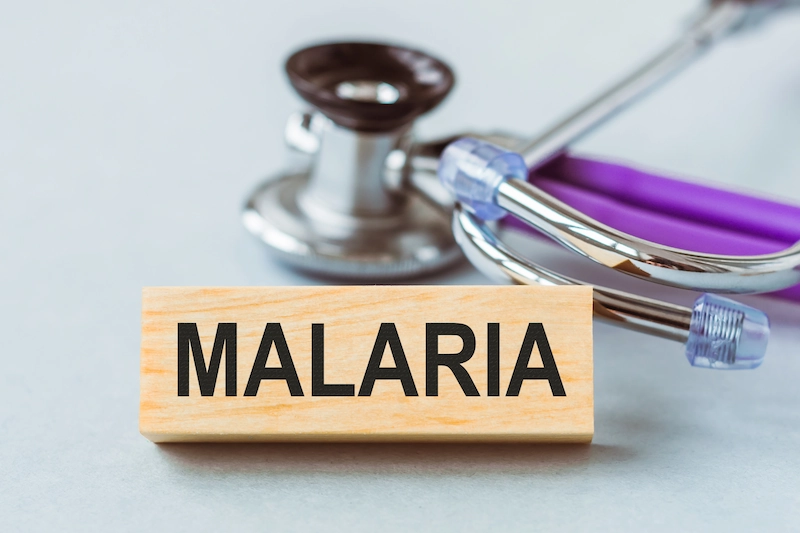 Mengenal Parasit Plasmodium Malariae Penyebab Malaria
