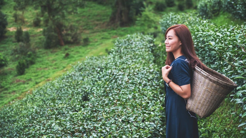 5 Tempat Wisata Kebun Teh yang Populer di Indonesia